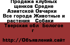 Продажа клубных щенков Средне Азиатской Овчарки - Все города Животные и растения » Собаки   . Тверская обл.,Бологое г.